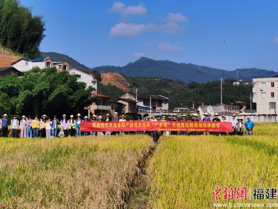 图为植物保护学院师生在再生稻田中的合照 林胜摄 图为植物保护学院师生在再生稻田中的合照 林胜摄