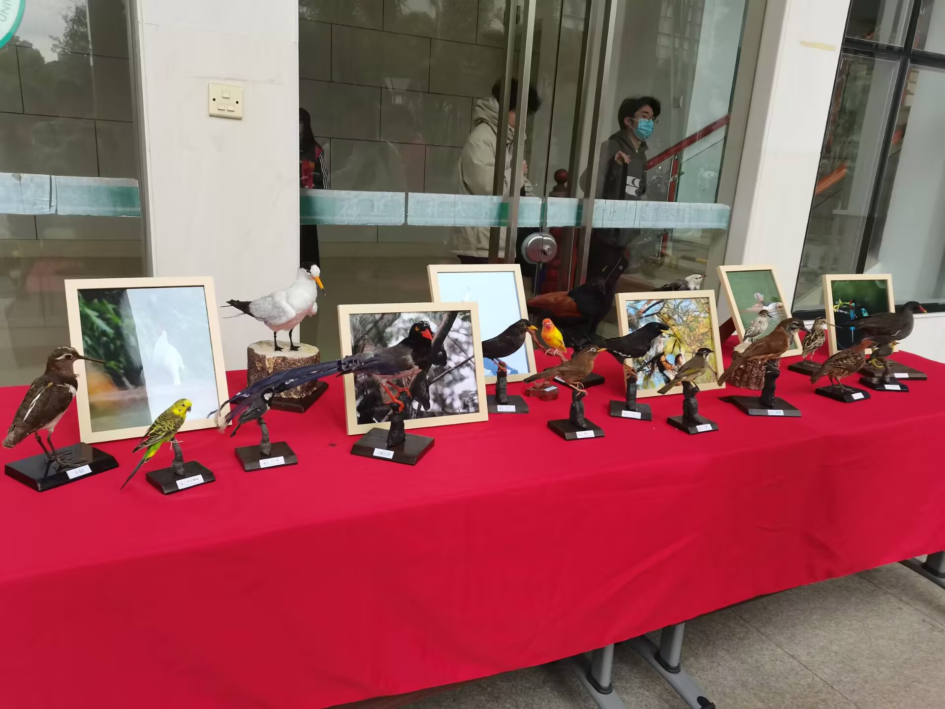 标本展.jpg