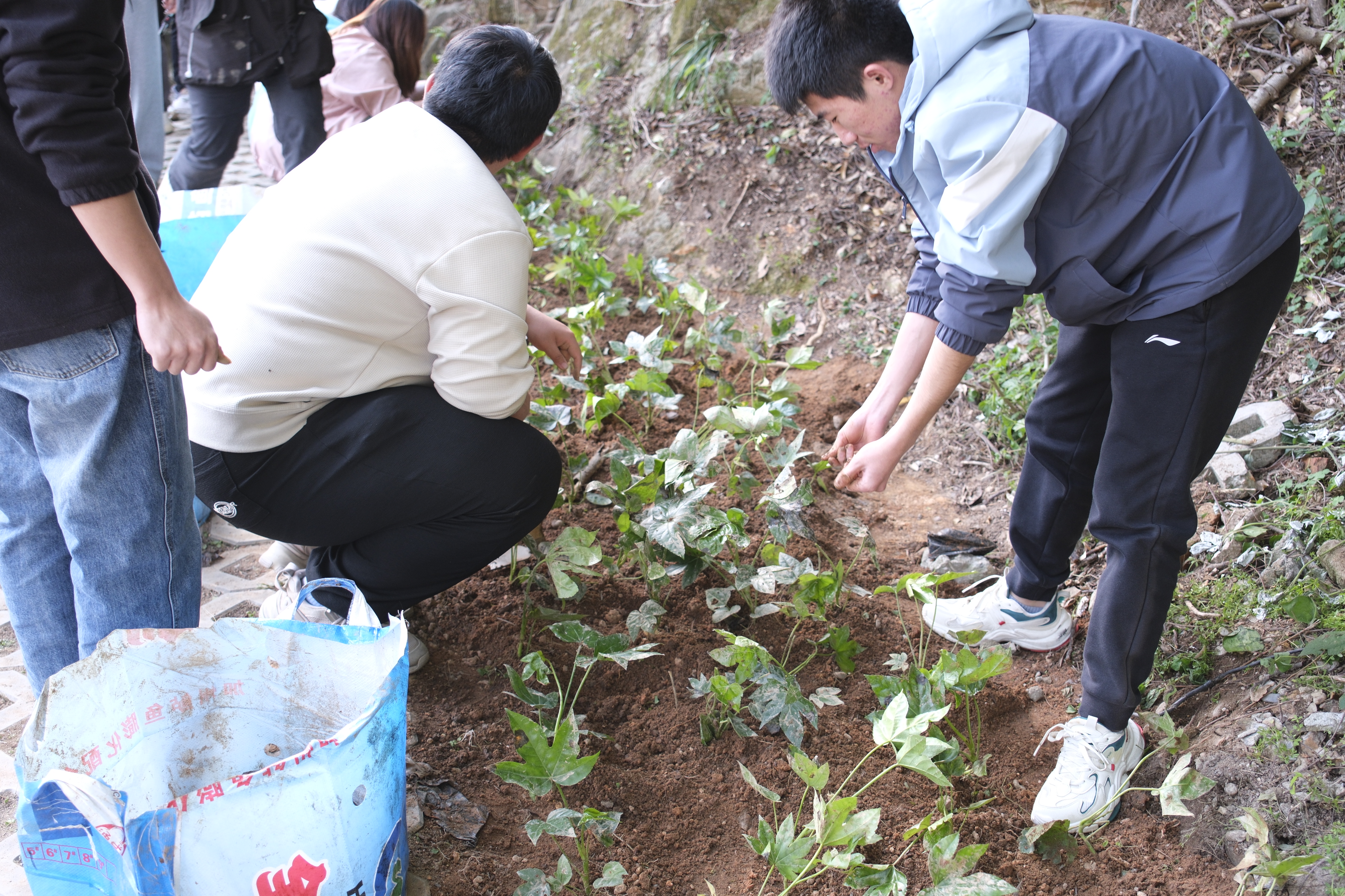 学生栽种树苗3.jpg