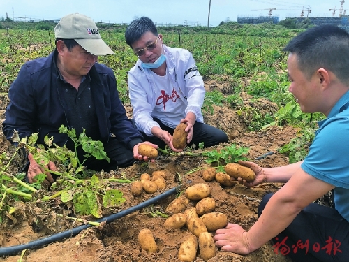 科特派到田头　土豆变“金豆”